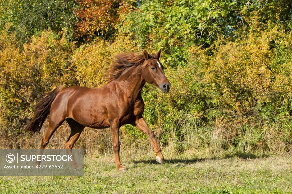 Morgan Horse in a gallop on a meadow