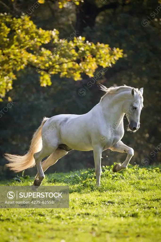 Pure Spanish Horse Horse, Andalusian (Equus ferus caballus). The stallion Sogdiano in a trot on a meadow