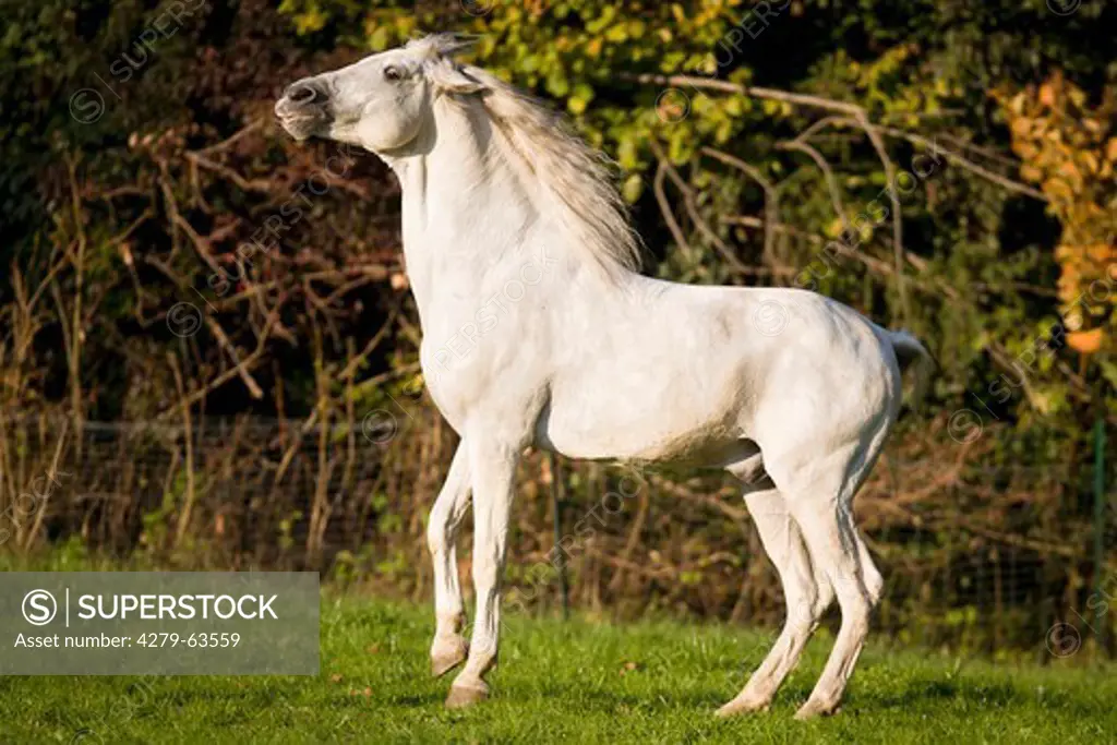 Pure Spanish Horse Horse, Andalusian (Equus ferus caballus). The stallion Sogdiano on a meadow