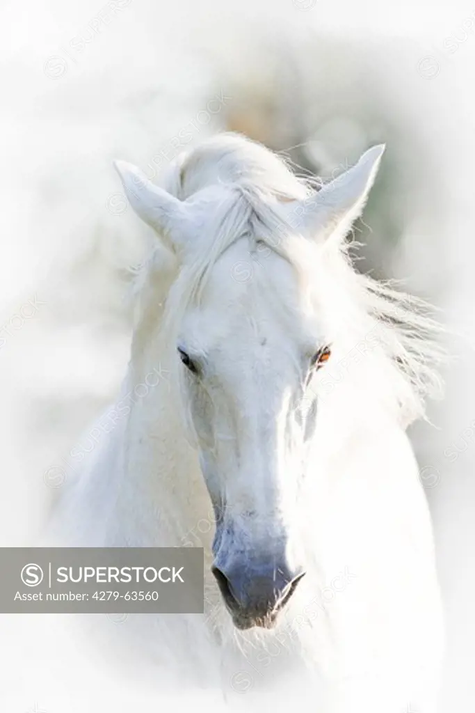 Pure Spanish Horse Horse, Andalusian (Equus ferus caballus). Portrait of the stallion Sogdiano