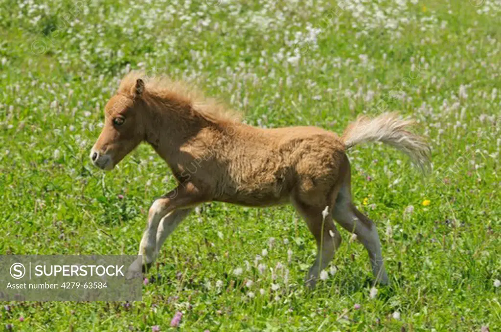 Miniature Shetland Pony. Foal in a gallop on a meadow