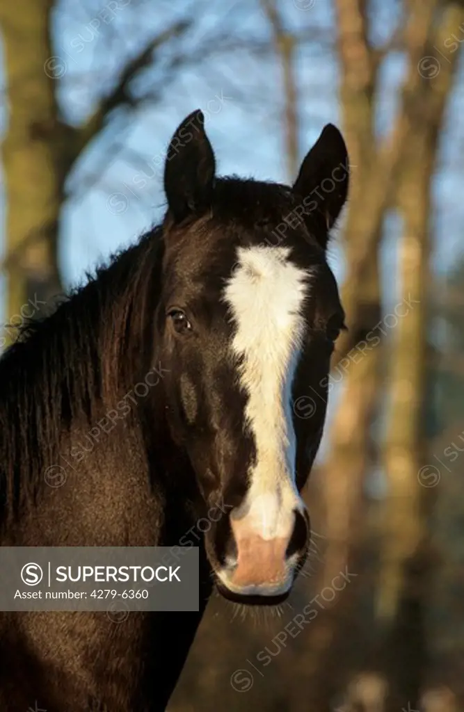 horse - portrait