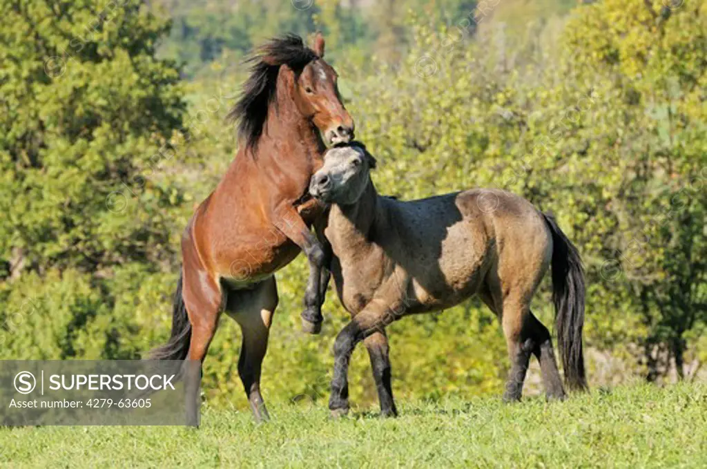 Connemara Pony. Two young horses fighting in a field