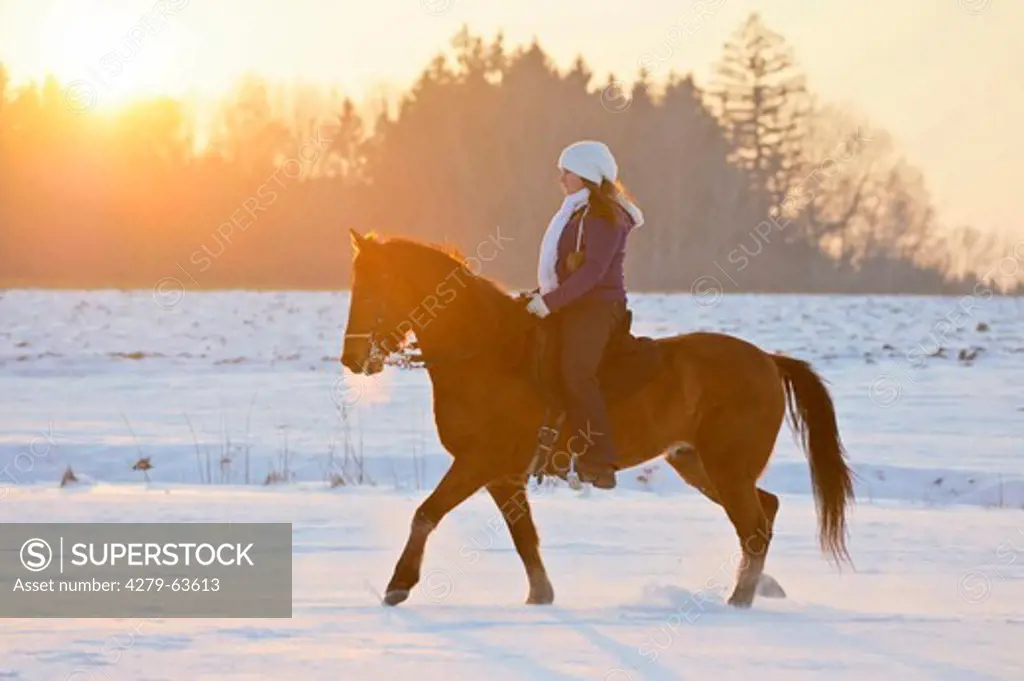 Rider on Paso Fino in winter at sunset