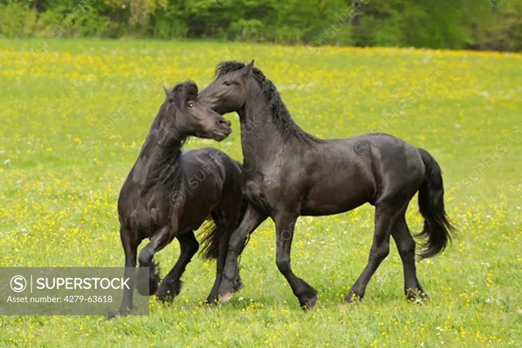 Two Friesian horses squabbling in a field