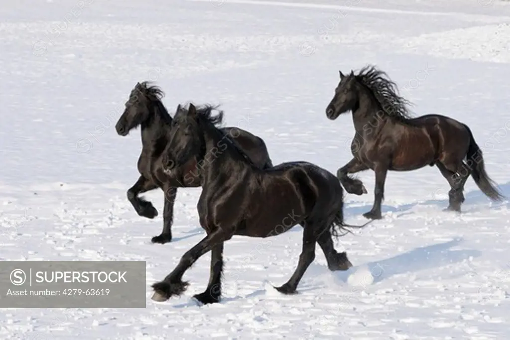 Three Friesian horses galloping in winter