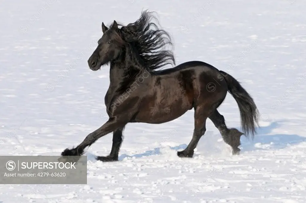 Friesian horse galloping on snow