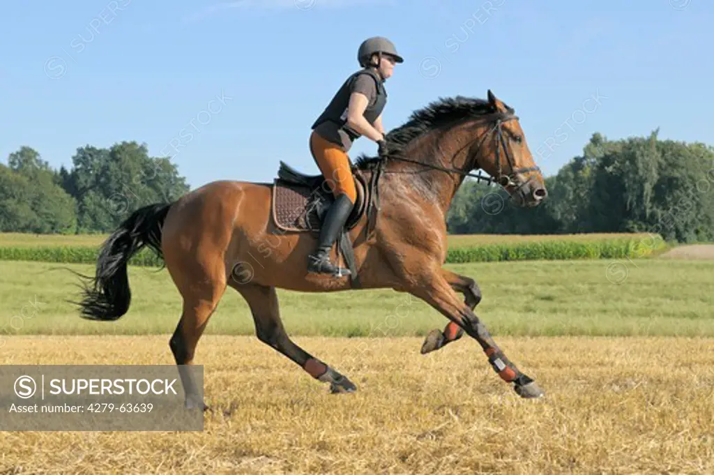 Young rider wearing a body protector on  a spirited Holstein horse galloping in a stubble field
