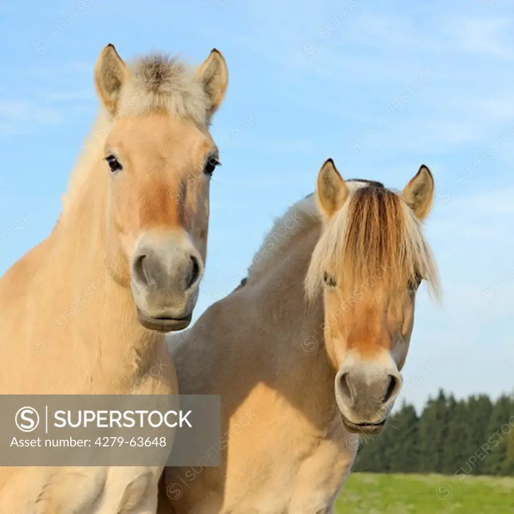 Norwegian Fjord Horse, two individuals on meadow, portrait