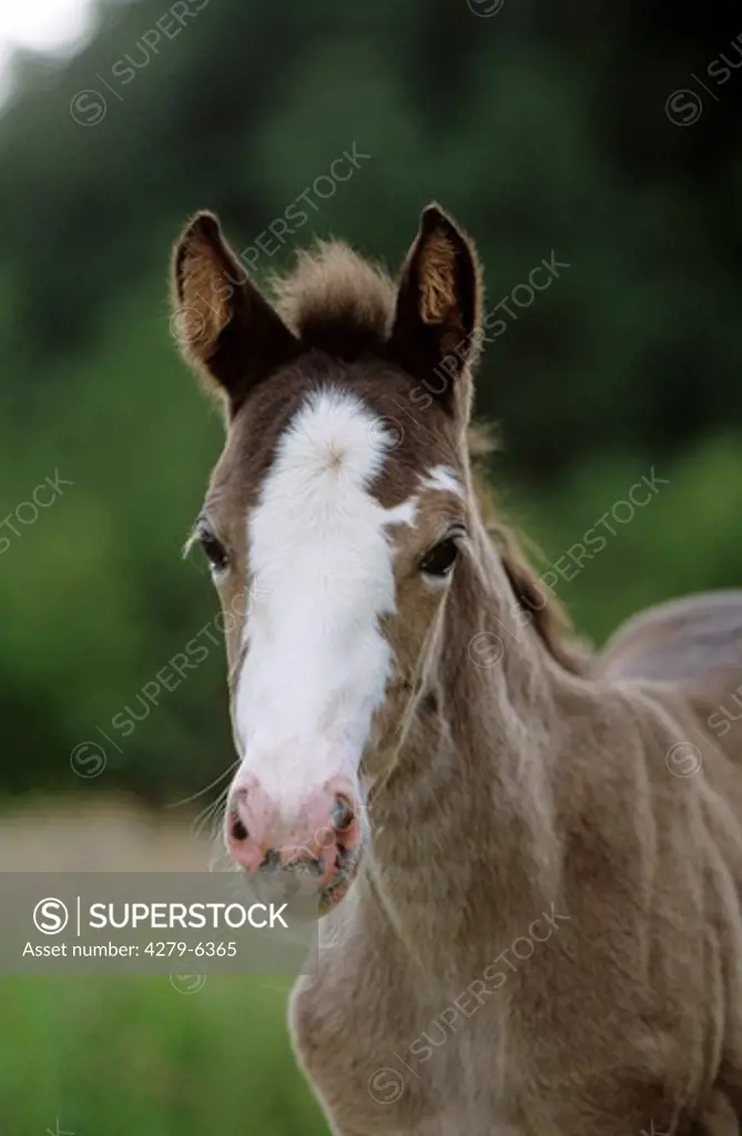 horse - foal - portrait