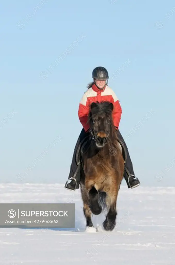 Young rider on an Icelandic horse galloping in winter