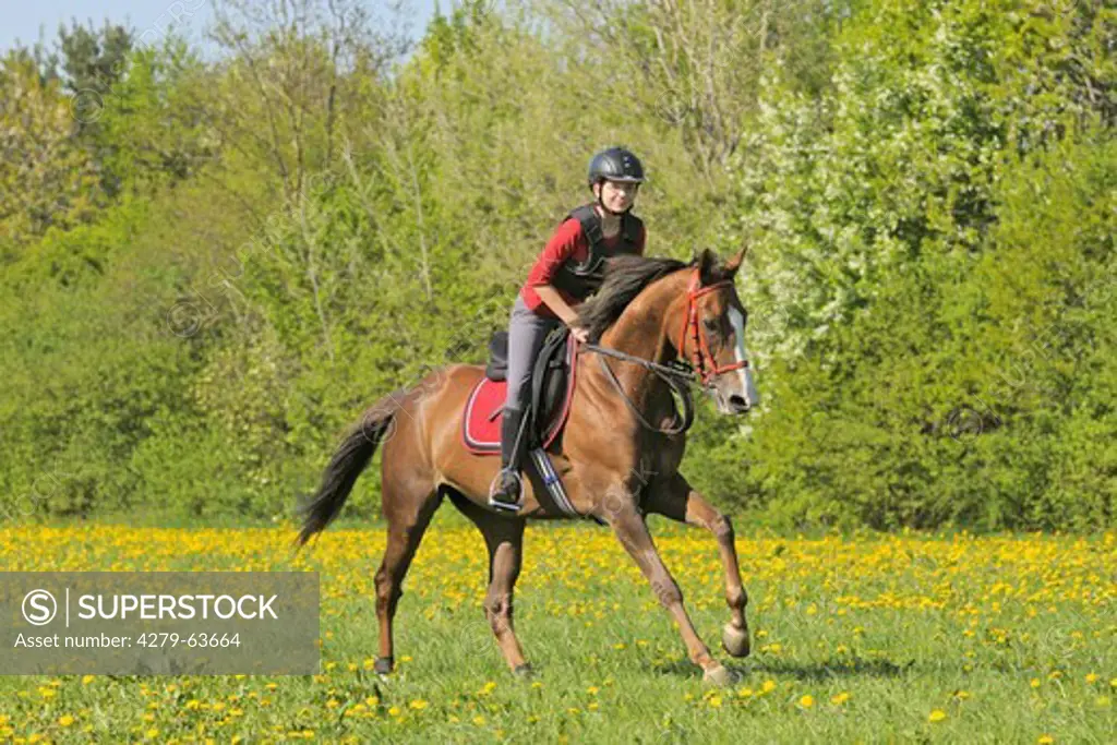 14 years old girl wearing a body protector galloping on a thoroughbred mare in spring