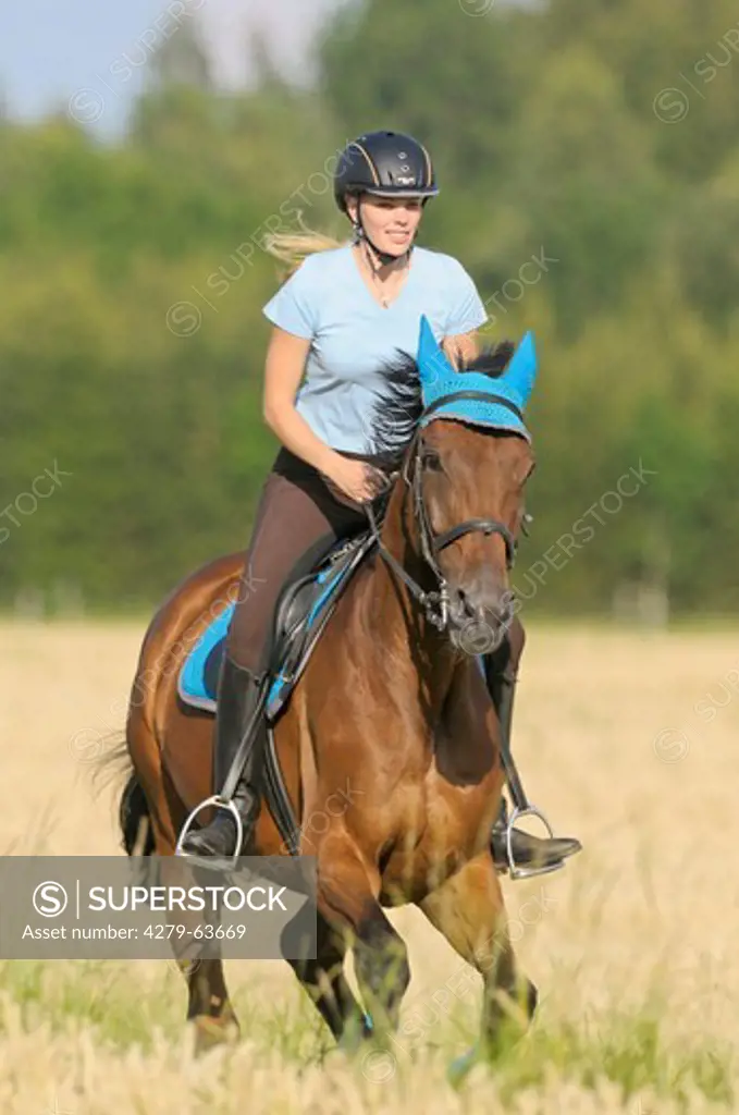 Young rider galloping on an Oldenburg horse among corn fields
