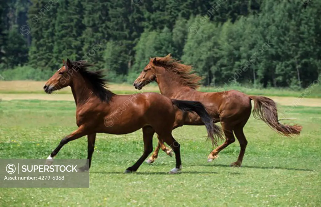 horses - galloping