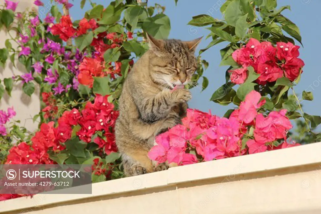 Domestic Cat. Tabby cat sitting among flowering Bougainvillea while licking its paw
