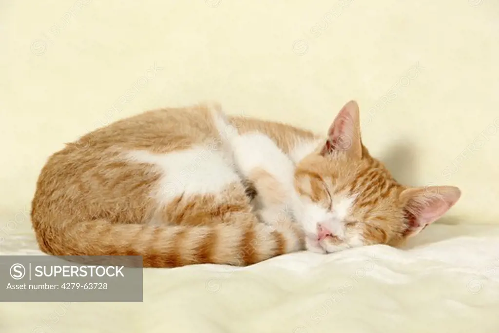 Domestic Cat sleeping curled-up. Studio picture against a white background