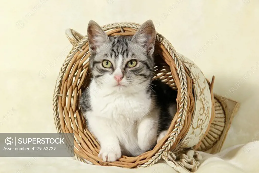 Domestic Cat looking out from a wicker basket