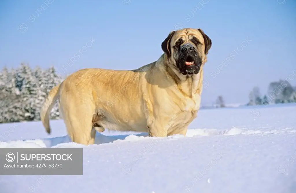 Mastiff standing in snow