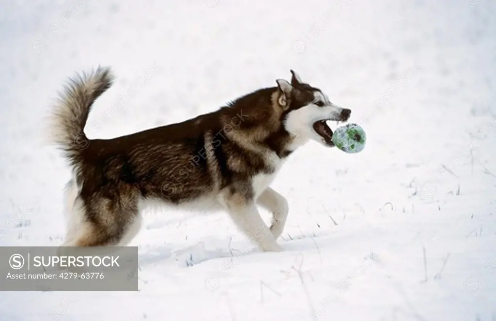 Alaskan Malamute in snow, playing with a ball