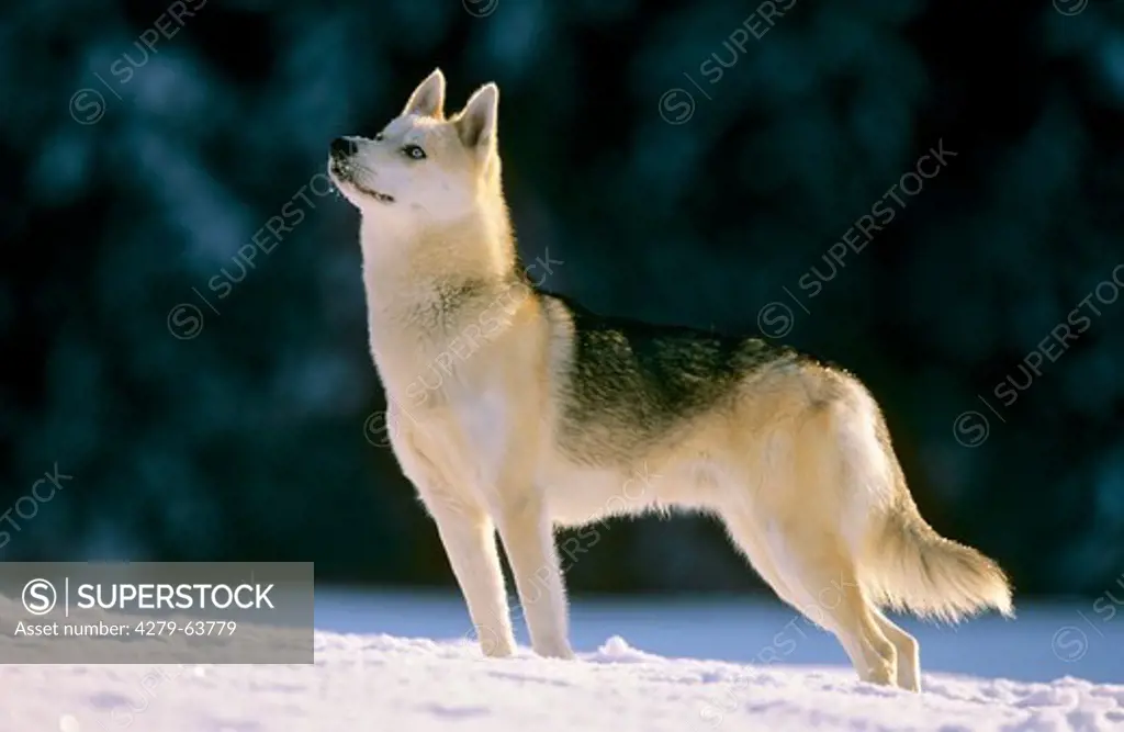 Siberian Husky standing in snow, seen from the side