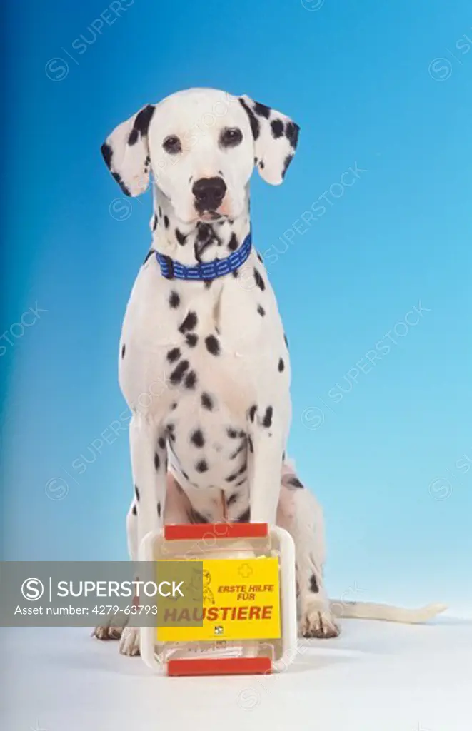 Dalmatian with bandaged paw and first aid box. Studio picture, seen against an blue background