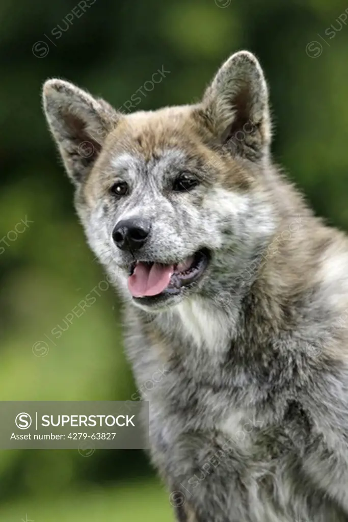 Akita. Portrait of brindle dog