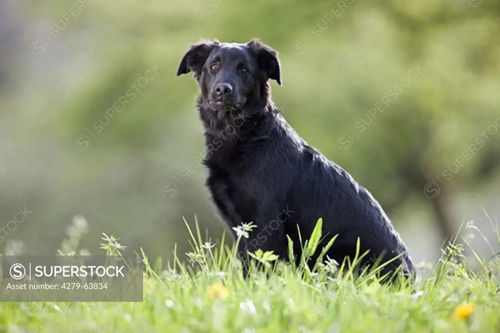 Old breed of german shepherding dog. Black dog sitting on a meadow