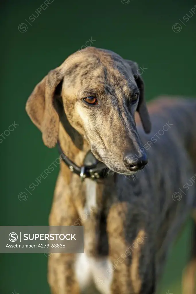 Azawakh, an african sighthound. Portrait of adult