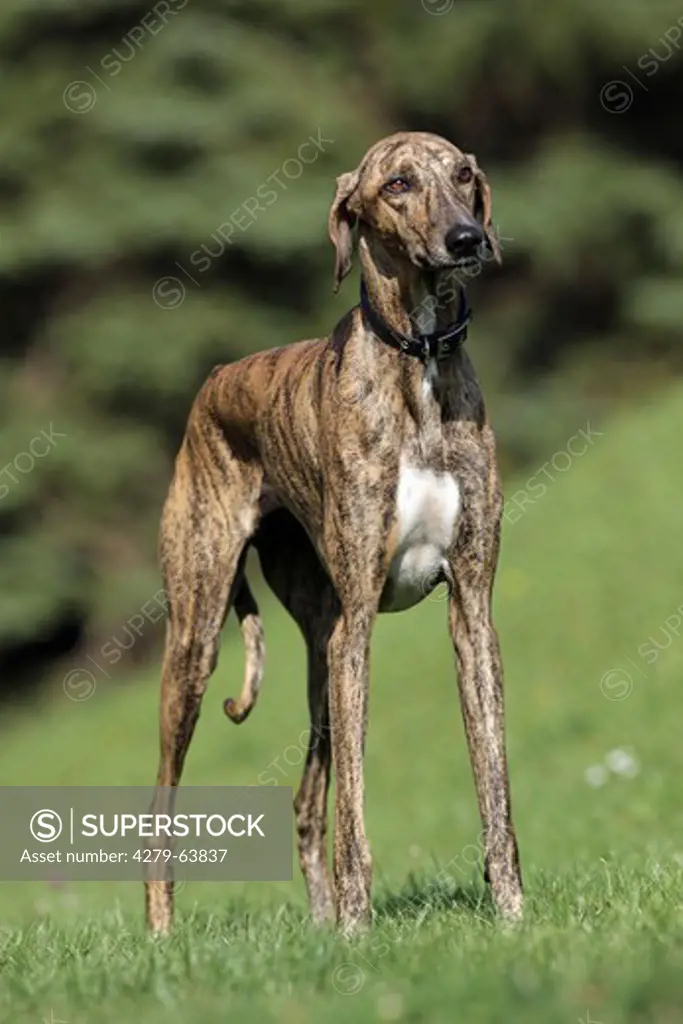 Azawakh, an african sighthound. Adult standing on a meadow