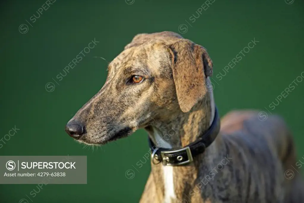 Azawakh, an african sighthound. Portrait of adult