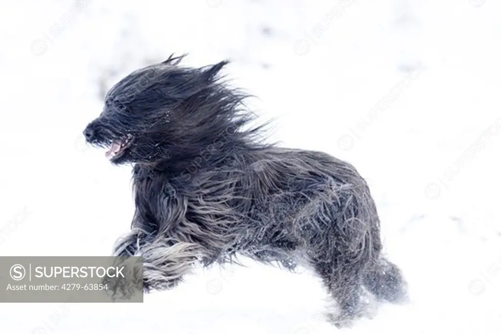Briard running in snow