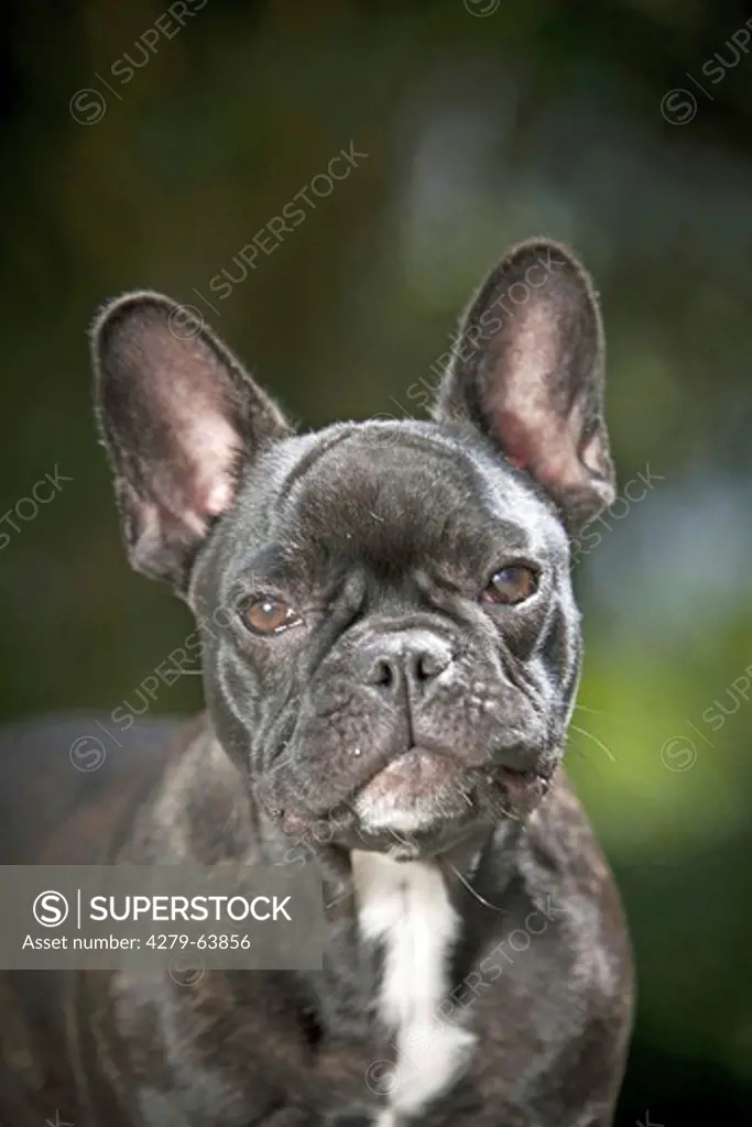 French Bulldog. Portrait of adult black bitch