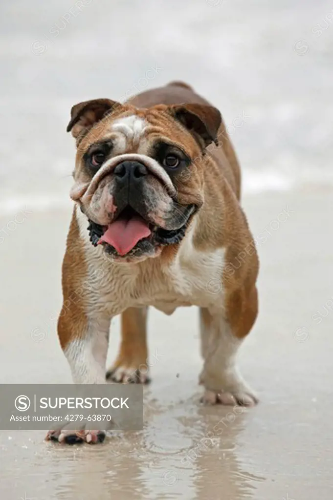 English Bulldog walking on a beach