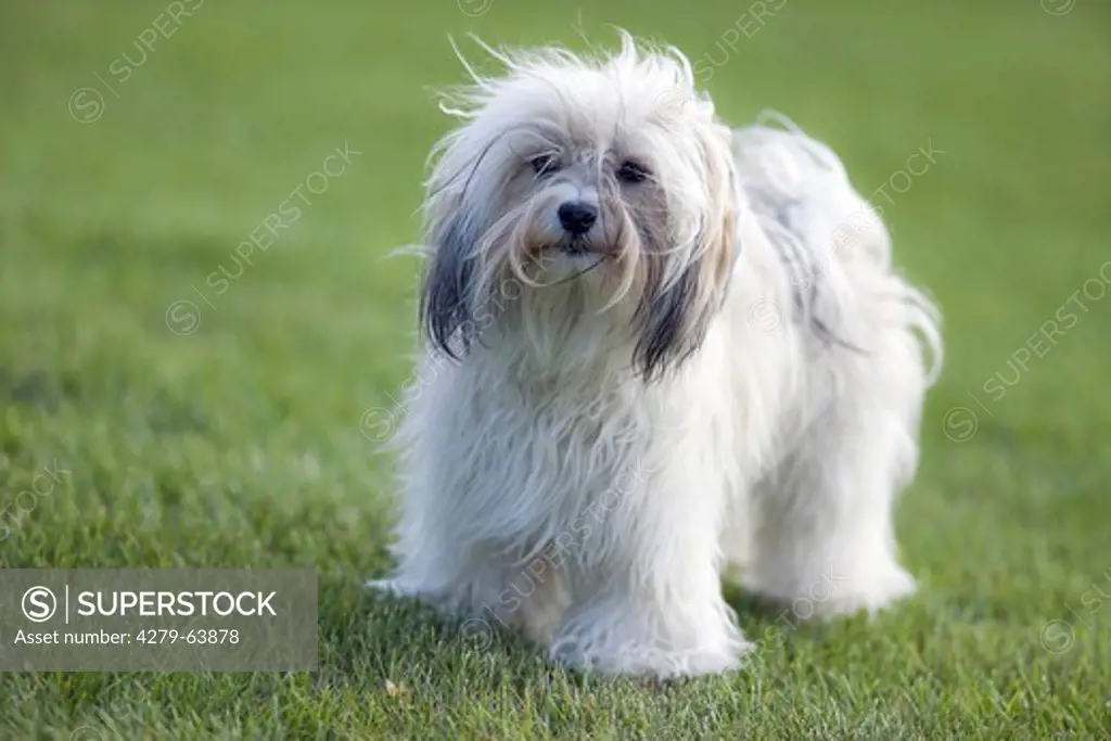 Havanese standing on a lawn
