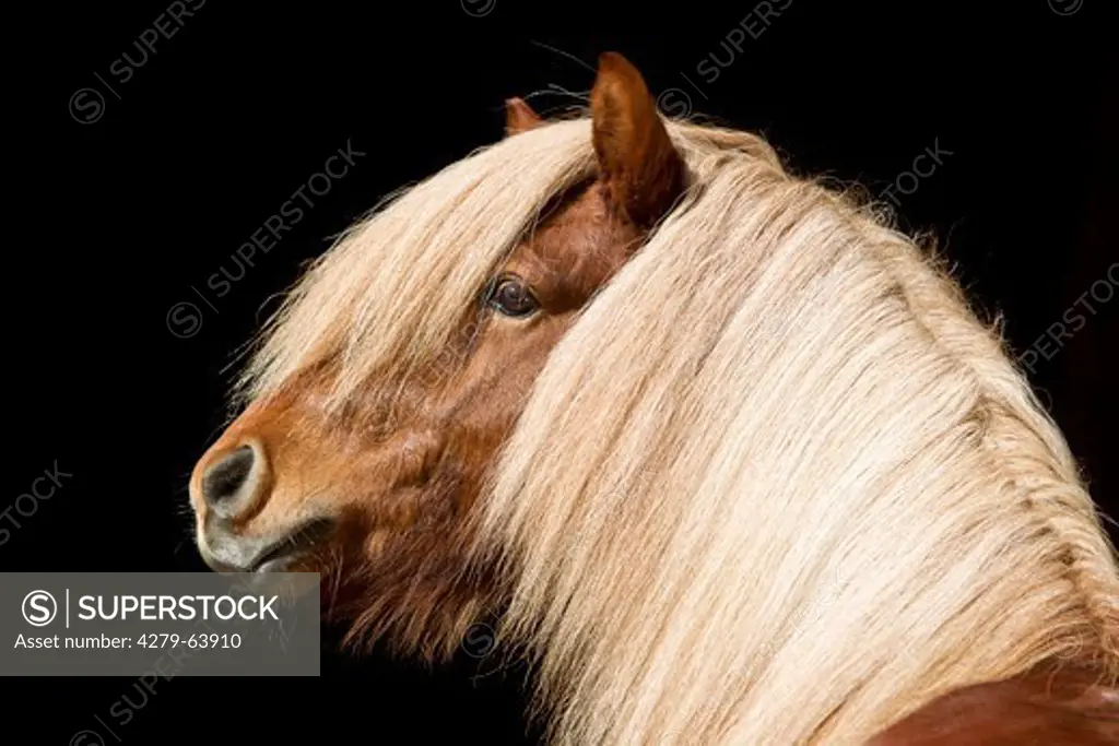 Islandpferd, Islandpony, Islaender. Portrait of Stallion