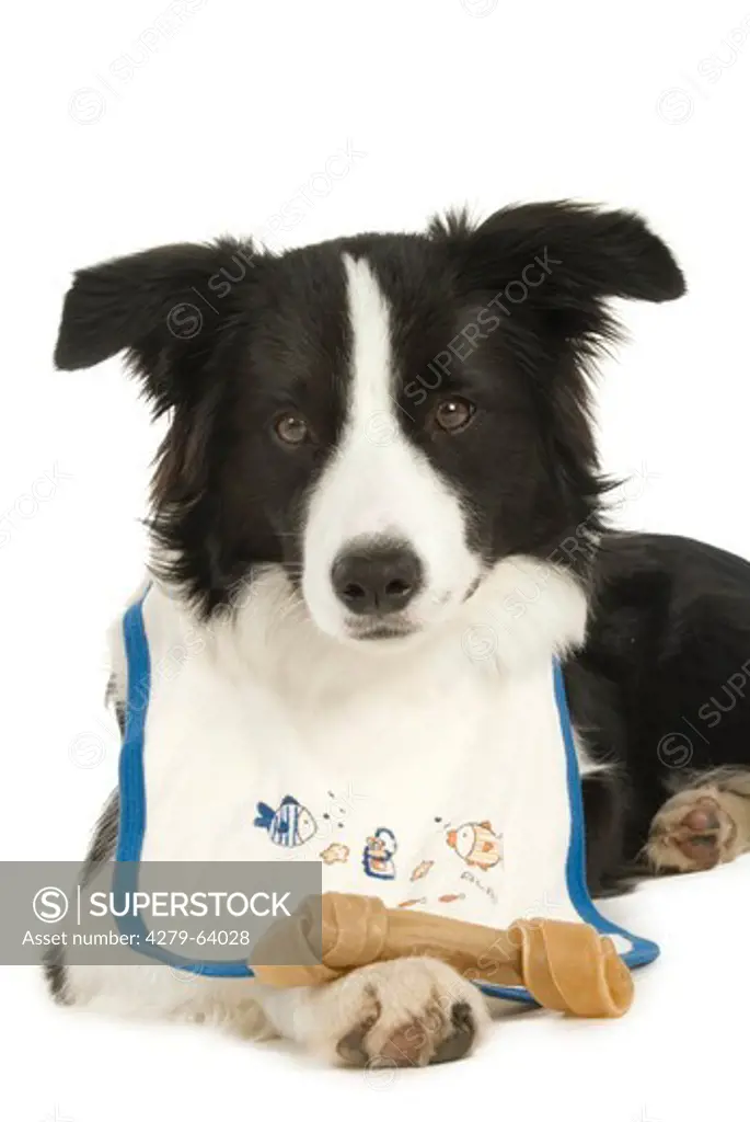Border Collie. Portrait of a black-and-white adult with bib and chewing bone. Studio picture against a white background