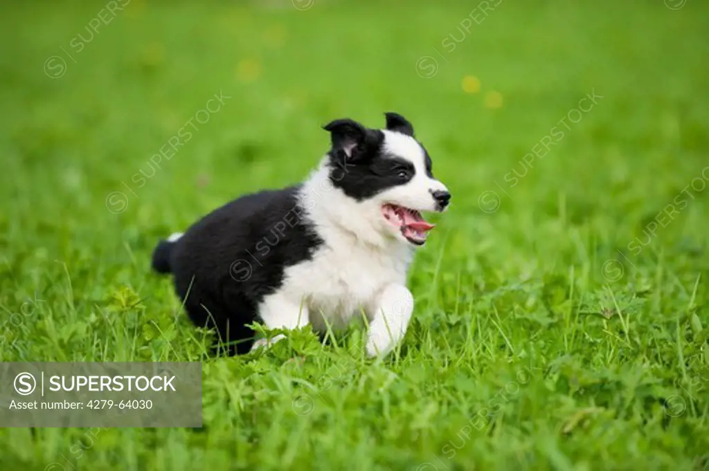 Border Collie. Puppy running on grass