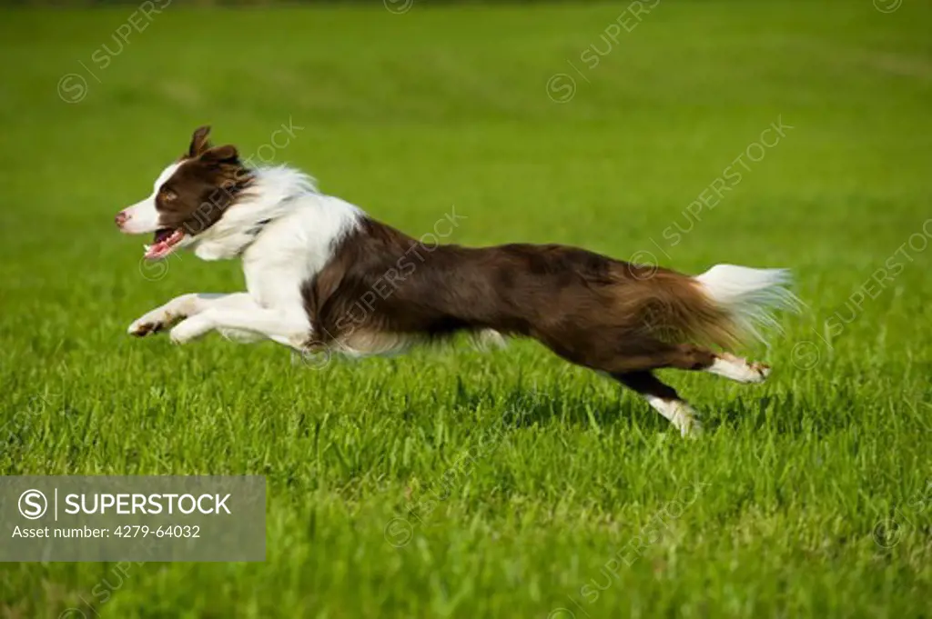 Border Collie. Adult running on grass