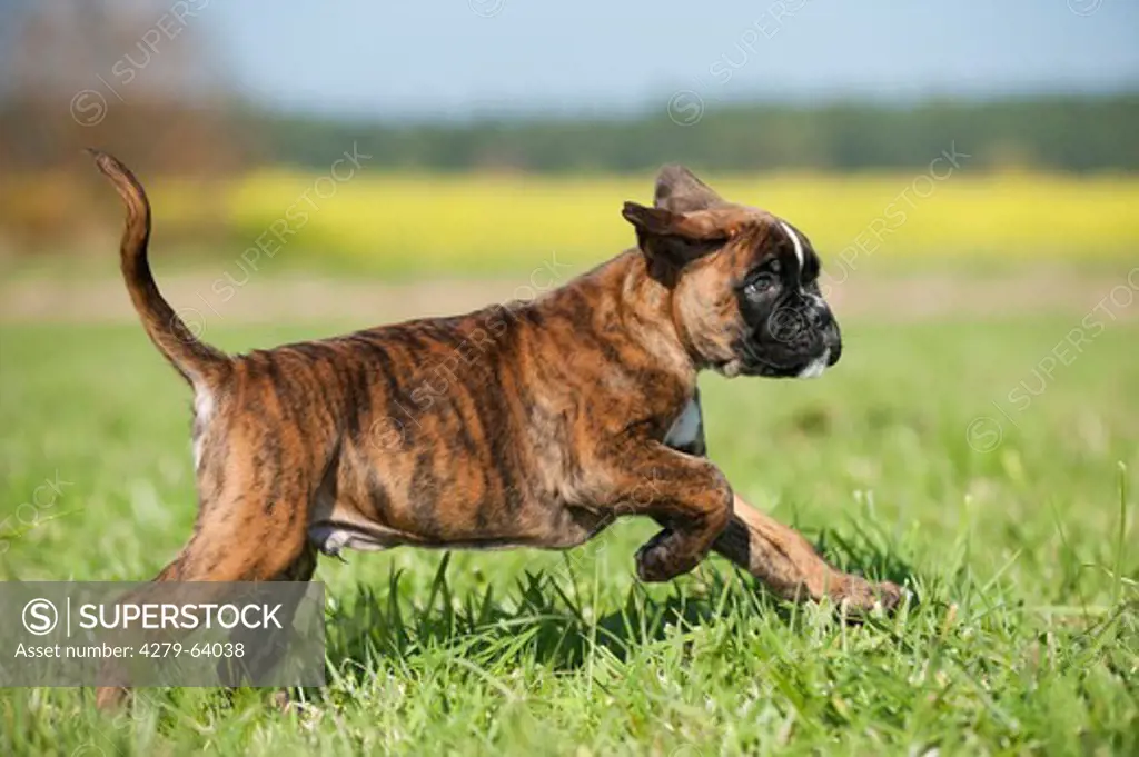 Boxer. Puppy running on grass