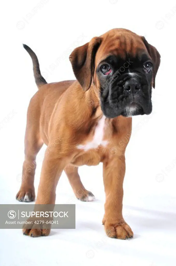 Boxer. Puppy standing. Studio picture against a white background