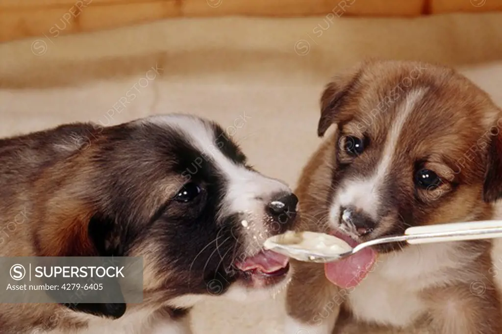 dog birth : two half breed puppies (25 days) licking junket, yoghurt from spoon