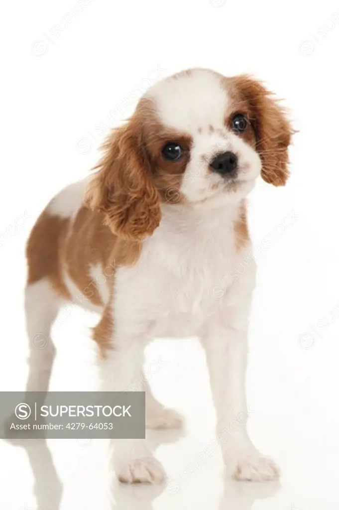 Cavalier King Charles Spaniel. Puppy standing. Studio picture against a white background