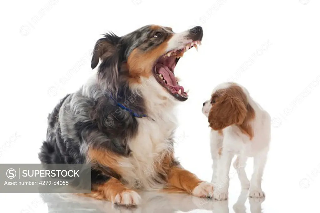 Cavalier King Charles Spaniel. Puppy looking into the mouth of a yawning Border Collie