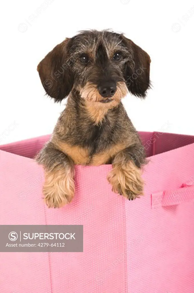 Dachshund. Wire-haired adult in a pink carrier. Studio picture against a white background