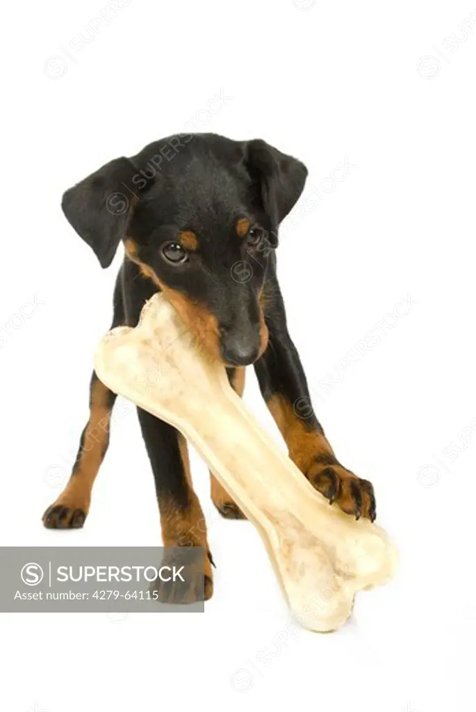Jagdterrier, German Hunt Terrier. Puppy with a big chew bone. Studio picture against a white background