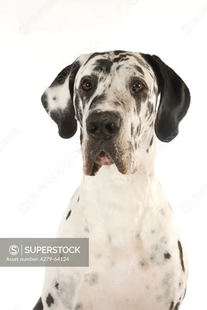 Great Dane. Portrait of a Harlequin adult. Studio picture against a white background