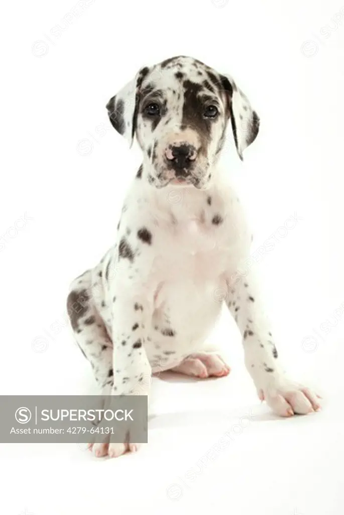 Great Dane. Harlequin puppy sitting. Studio picture against a white background