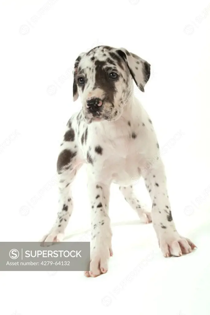 Great Dane. Harlequin puppy standing. Studio picture against a white background