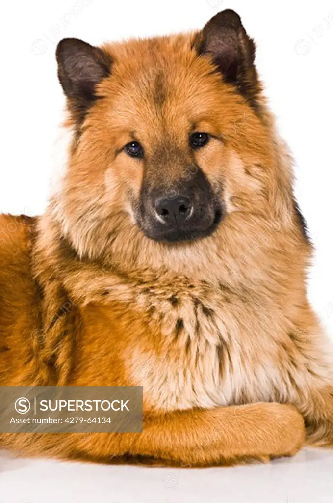 Eurasier. Portrait of adult lying. Studio picture against a white background