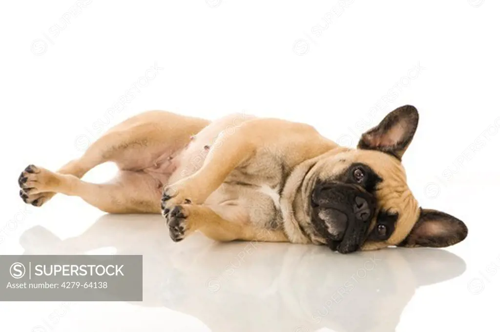 French Bulldog. Adult lying on its side. Studio picture against a white background